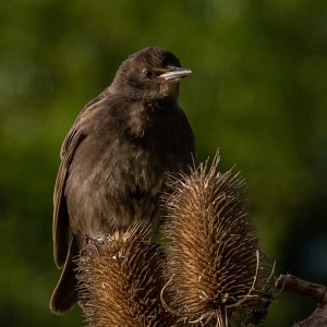 Redwell   27 05 2020   D500   Les 2.jpg